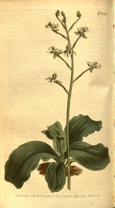 Illustration of Ponthieva racemosa by Sydenham Teast Edwards